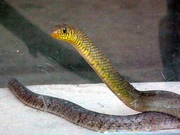 सांप का काटना