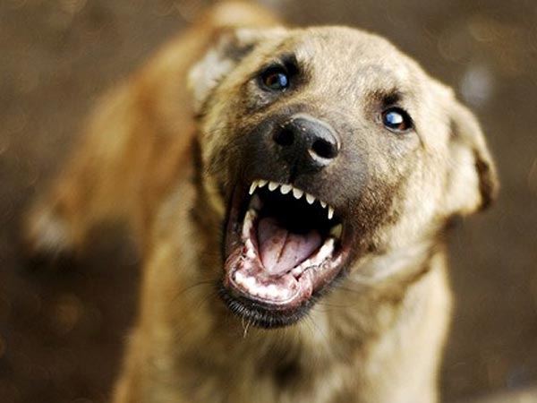 भौंकता हुआ कुत्‍ता