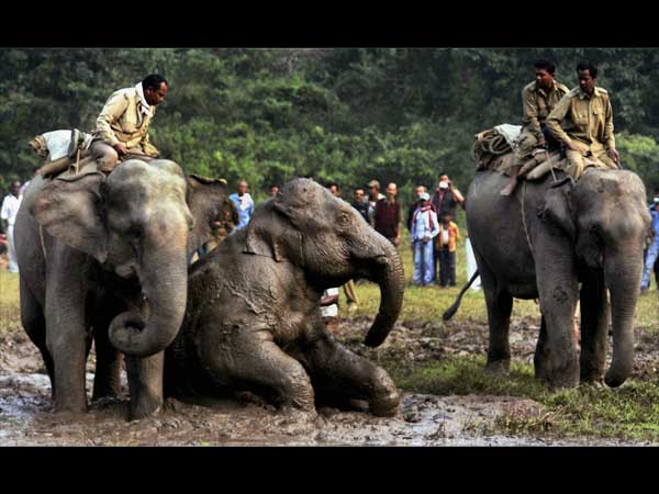 कीचड़ में हाथी