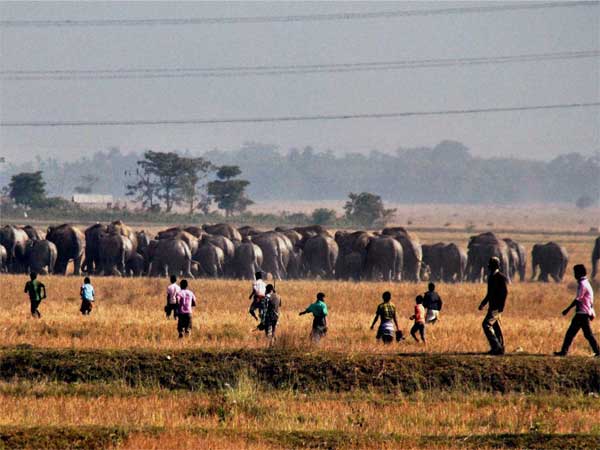 गांव में हाथी 