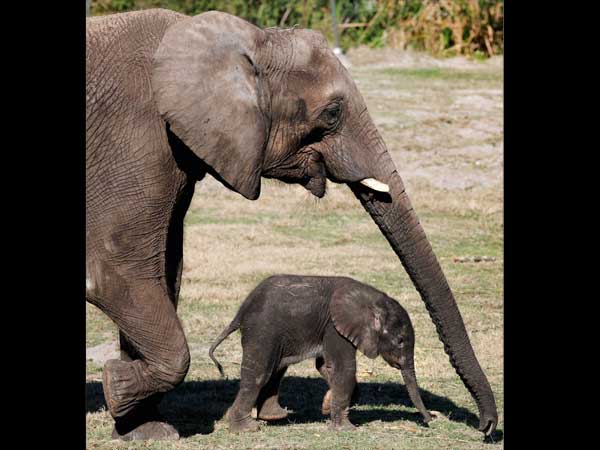 मां के पास शिशु हाथी।