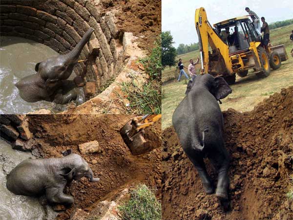 गड्ढे में गिरा हाथी
