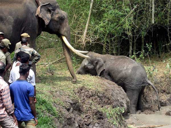 बाहर निकालने की कोशिश