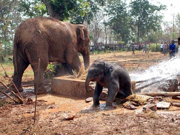 गड्डे में गिरा हाथी