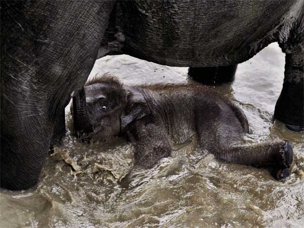 छोटे हाथी के साथ दूसरा हाथी