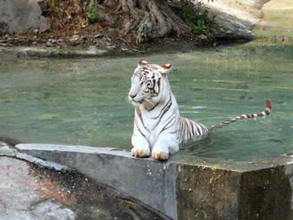 वर्षा वर्षा