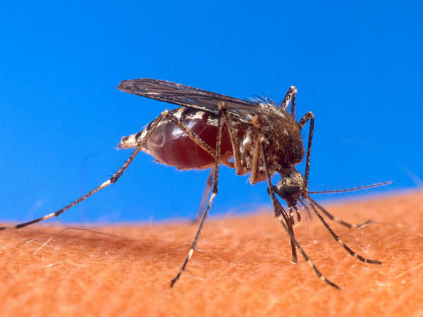 मच्छर अथवा खटमल