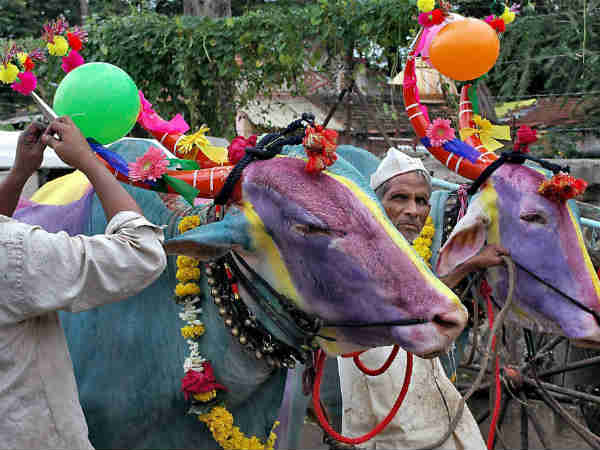 संगली में बेंदुर त्‍योहार