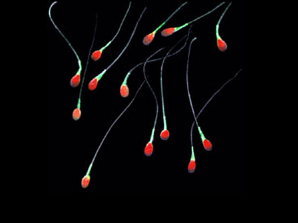 स्‍पर्म डोनर को एक ट्रिप के एक से दो हजार रुपए तक मिलते हैं