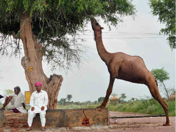 बीकानेर में ऊंठ