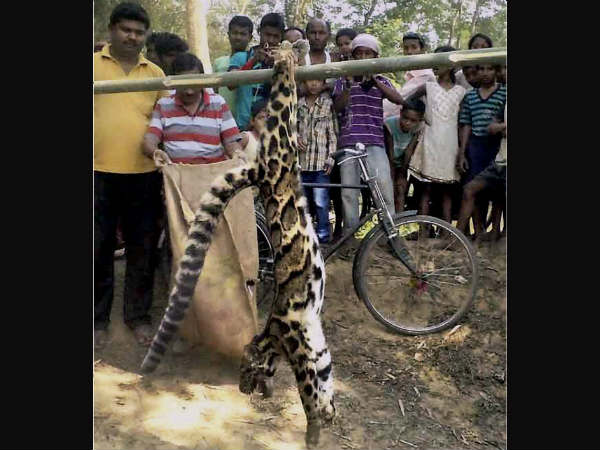 जानवर पर जुर्म