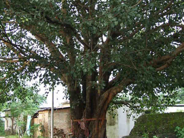 पीपल के पेड़ की पूजा