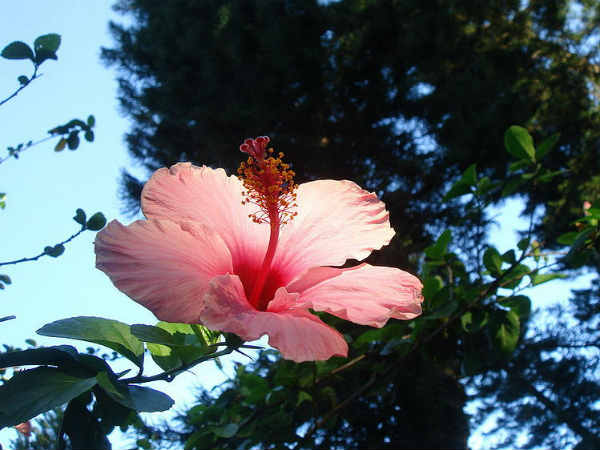 गुड़हल का चमत्‍कार