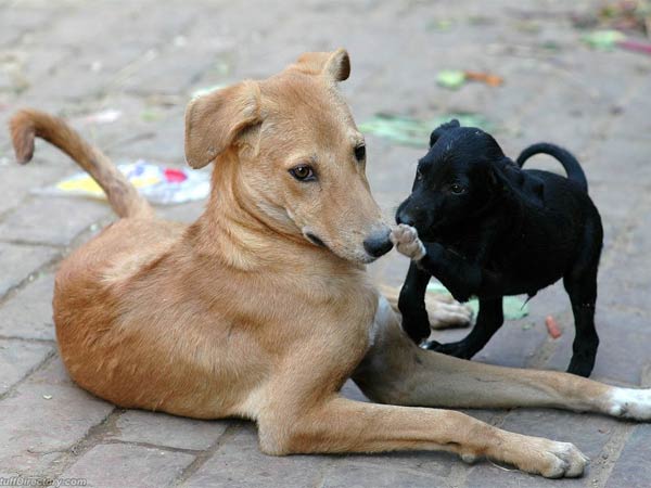 भूखे कुत्तों का धमाका