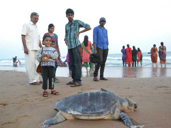 समुद्री जानवर भी परेशान