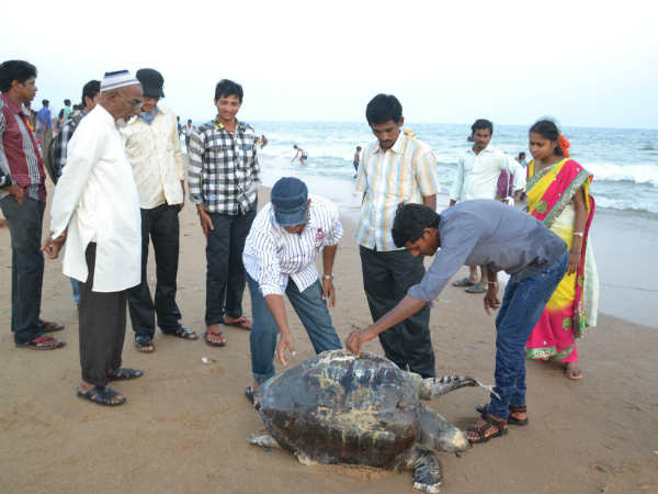 कछुए से छेड़छाड़