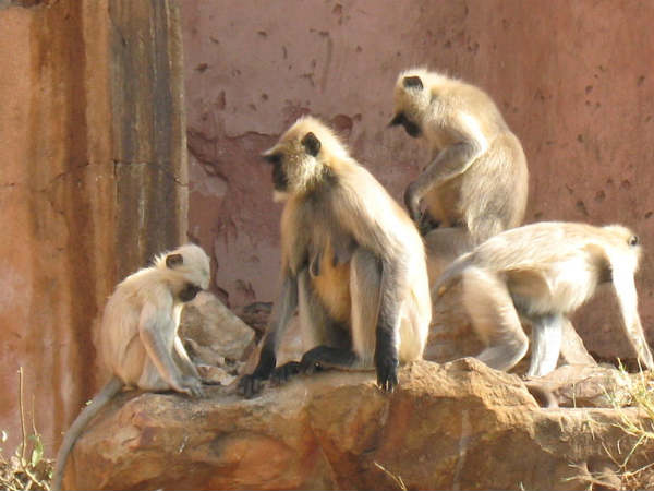 बंदर, एप्स व चिम्पैंजी