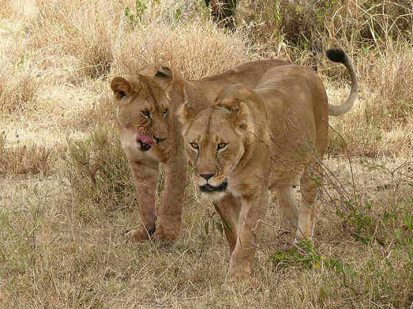क्या करती है लेस्बियन शेरनी