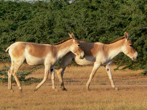 जानवरों में ट्रांसजेंडर