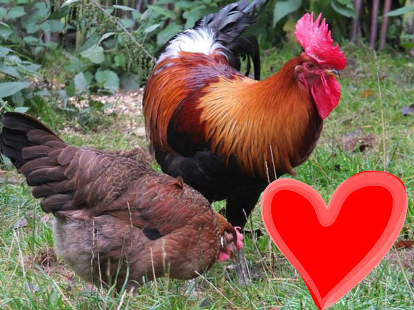 Man booked for shooting neighbour's rooster for flirting with his pet hen Man booked for shooting neighbour's rooster for flirting with his pet hen