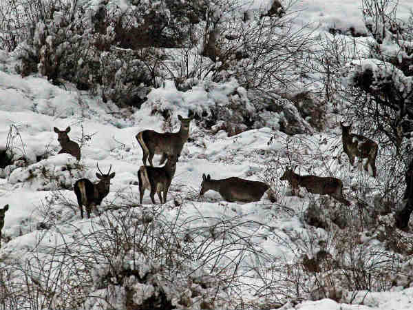 लेह और कारगिल 
