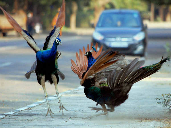 शीतलहर का असर