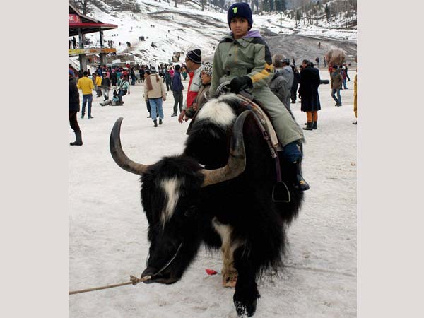 मनाली में बर्फबारी का मजा लेते टूरिस्ट