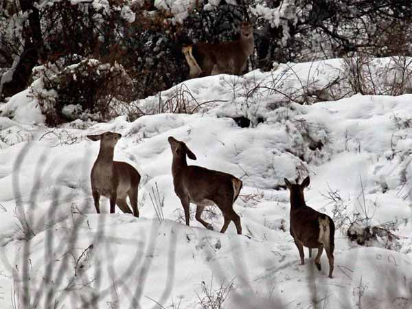 जानवर भी परेशान