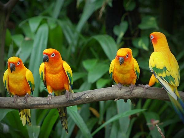 चिड़िया