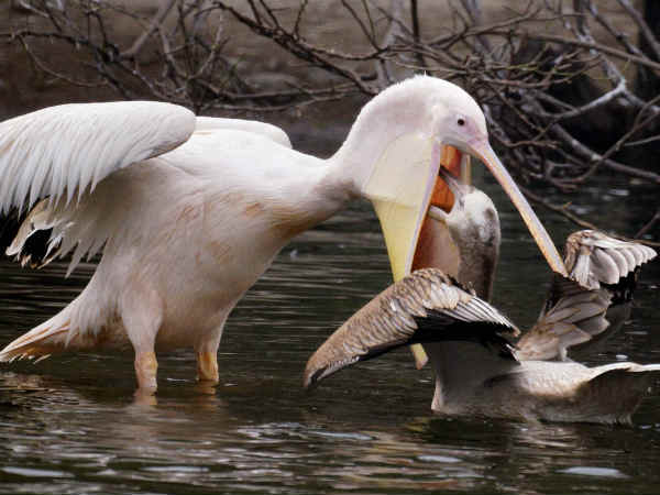 दिल्ली का चिड़ियाघर