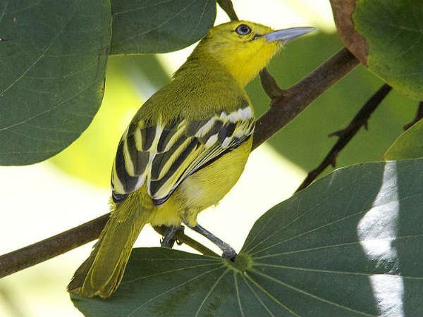 पर्यावरण