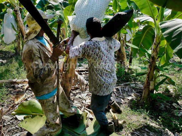  होंडुरास और ग्‍वाटेमाला बनाना रिपब्लिक 