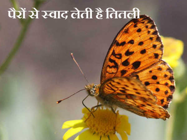 पैरों से स्वाद लेती है तितली