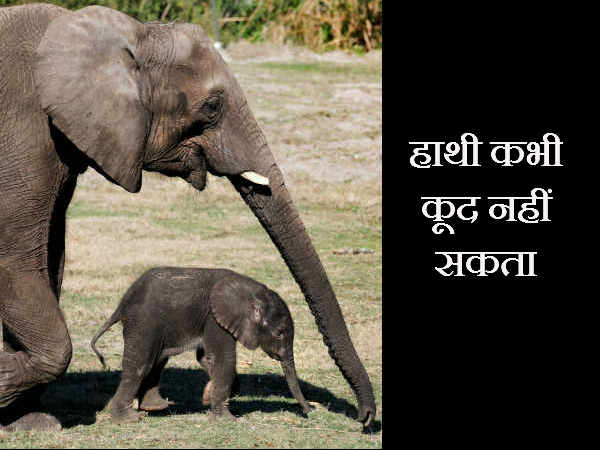 हाथी कभी कूद नहीं सकता