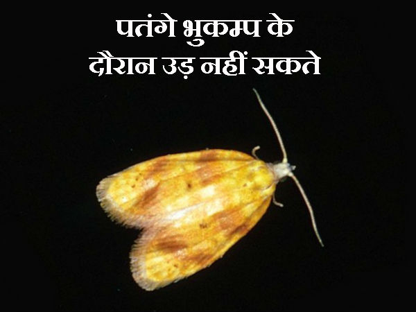 पतंगे भुकम्प के दौरान उड़ नहीं सकते