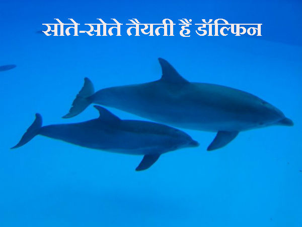 सोते-सोते तैयती हैं डॉल्फिन 