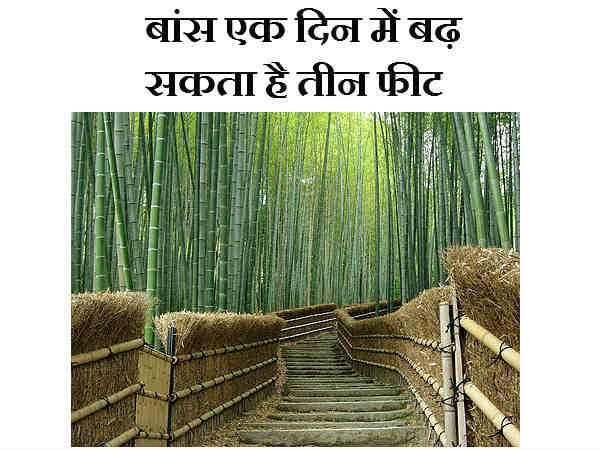बांस एक दिन में बढ़ सकता है तीन फीट