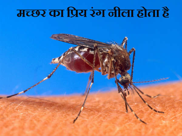 मच्छर का प्रिय रंग नीला होता है