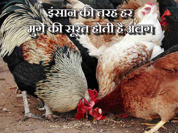 इंसान की तरह हर मुर्गे की सूरत होती है अलग