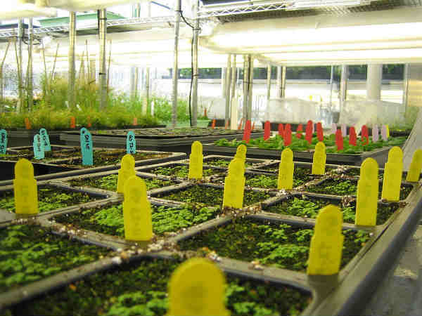 बायोटैक्नोलॉजी बायोटैक्नोलॉजी