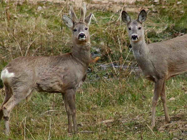 फॉरेस्ट एंड वाइल्डलाइफ फॉरेस्ट एंड वाइल्डलाइफ