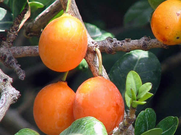 फूड टैक्नोलॉजी फूड टैक्नोलॉजी