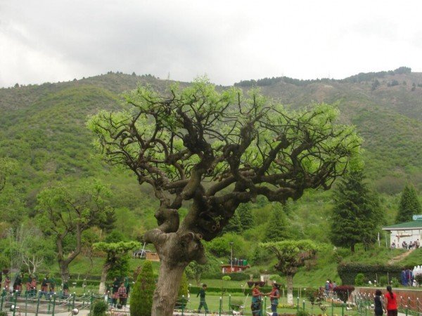 पर्यावरण सुरक्षा 