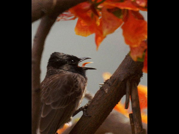 सूख रहें है नदी-नाले सूख रहें है नदी-नाले