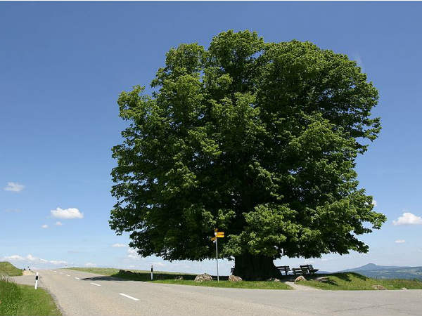 tree-child tree-child