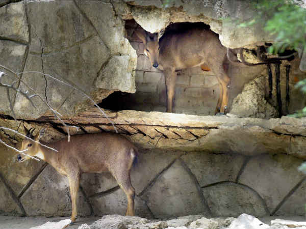 मिली छांव तो मिली राहत