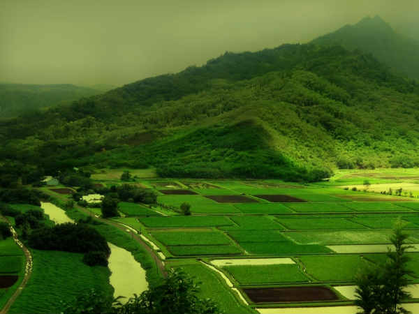 देश में दूसरी हरित क्रांति 