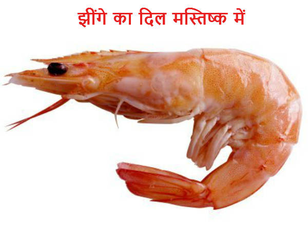 झींगे का दिल मस्तिष्क में