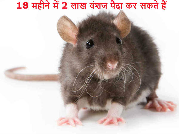 18 महीने में 2 लाख वंशज पैदा कर सकते हैं चूहे