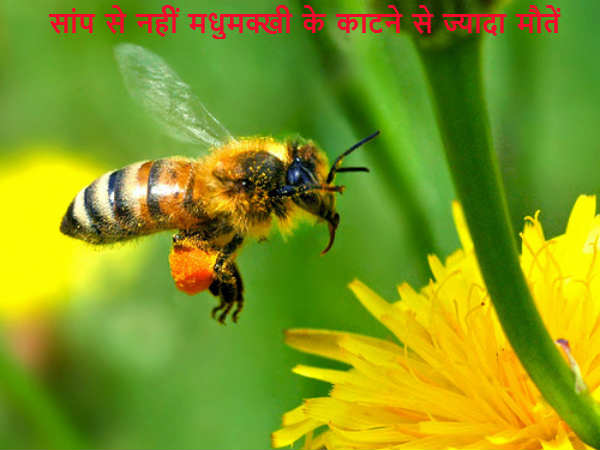 सांप से नहीं मधुमक्खी के काटने से ज्यादा मौतें